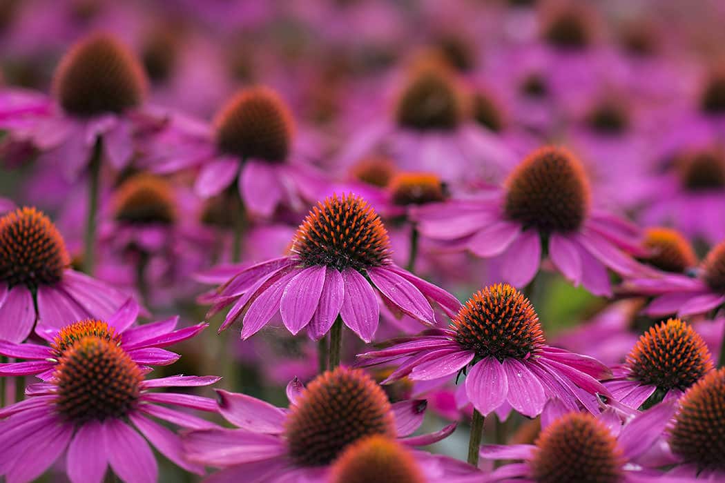 blog 4 1050 by 700 a echinacea