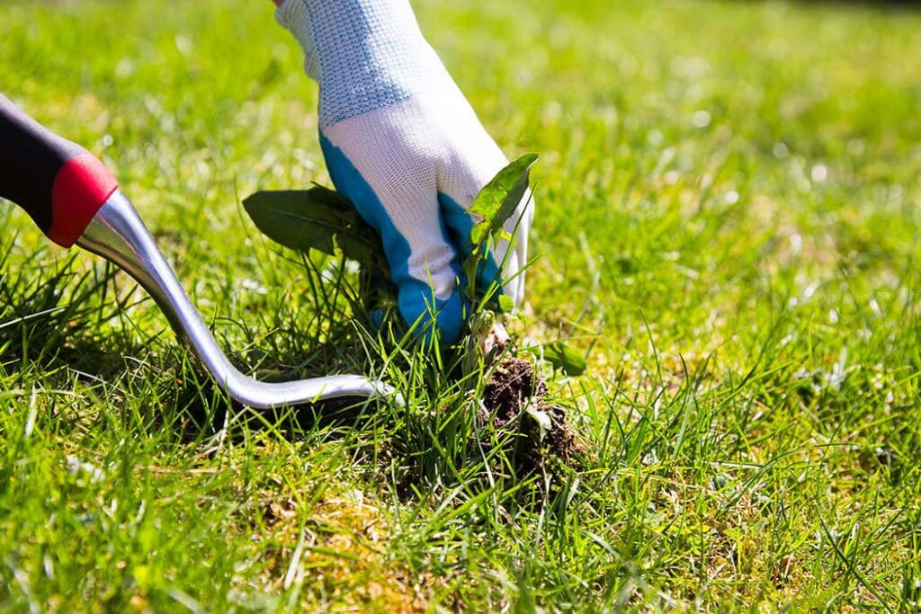 Lawn Care Specialists’ Guide on Preventative Lawn Management