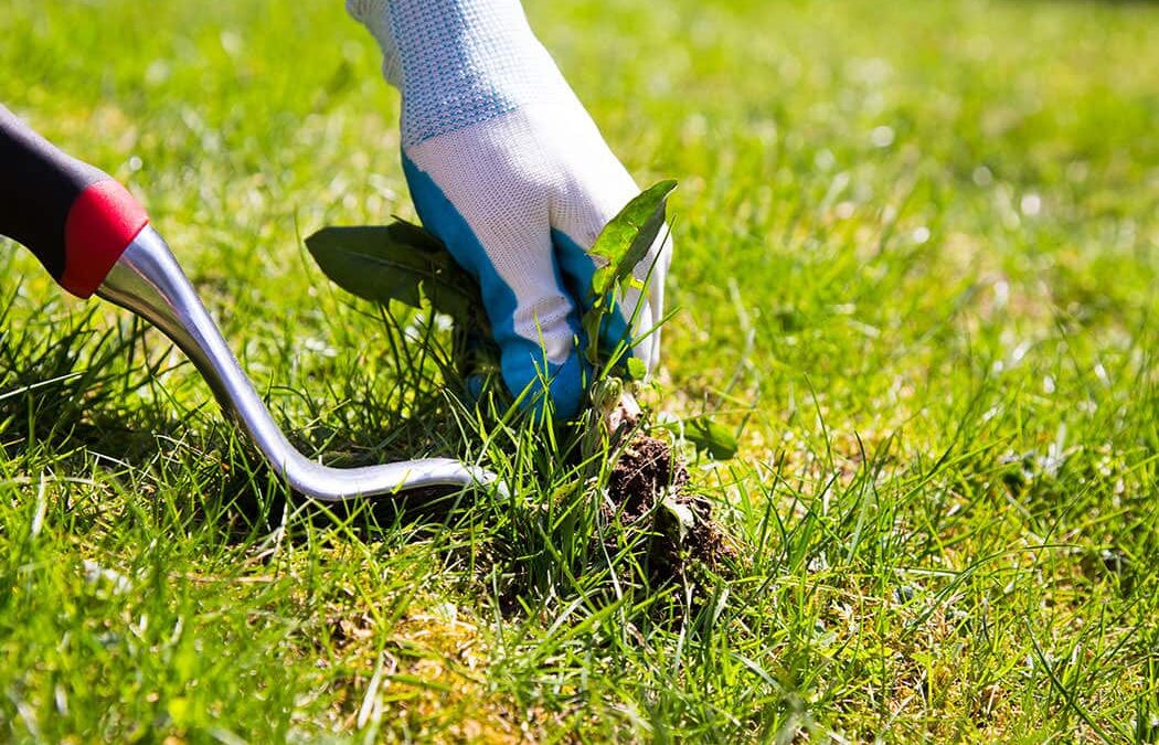 Lawn Care Specialists’ Guide on Preventative Lawn Management
