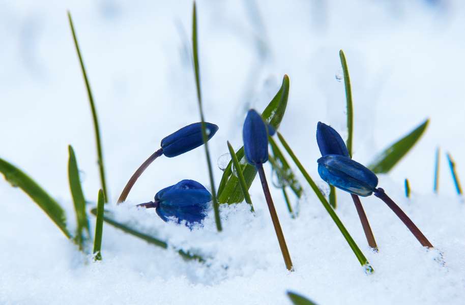 Bluebonnet flower: landscape plants after a freezing winter