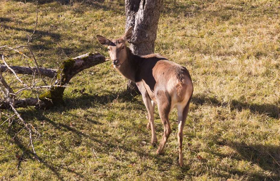 picture showing a deer during one of Texas winter periods