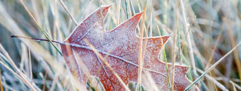 Lawn Care Tips During a Texas Freeze