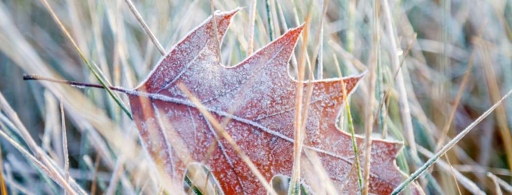 Lawn Care during freezing times: Get free tips