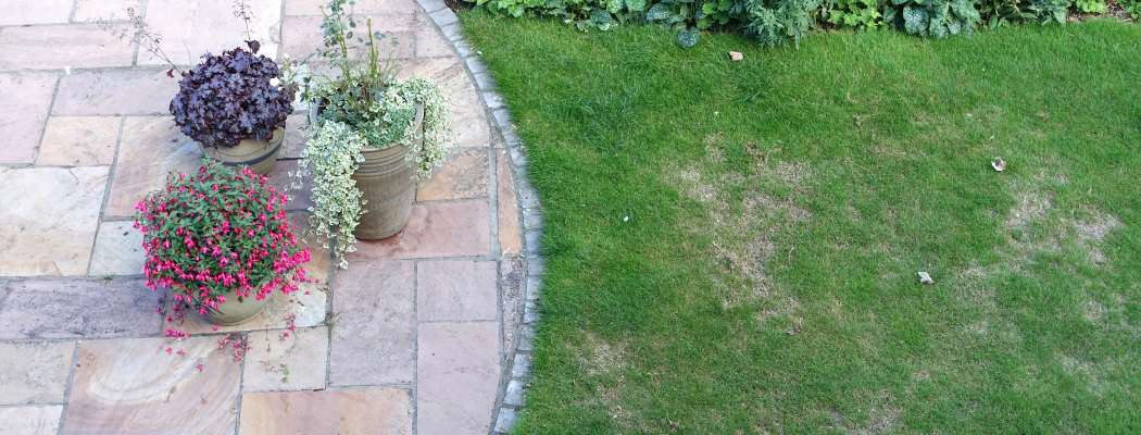 biggest lawn care issues in Texas