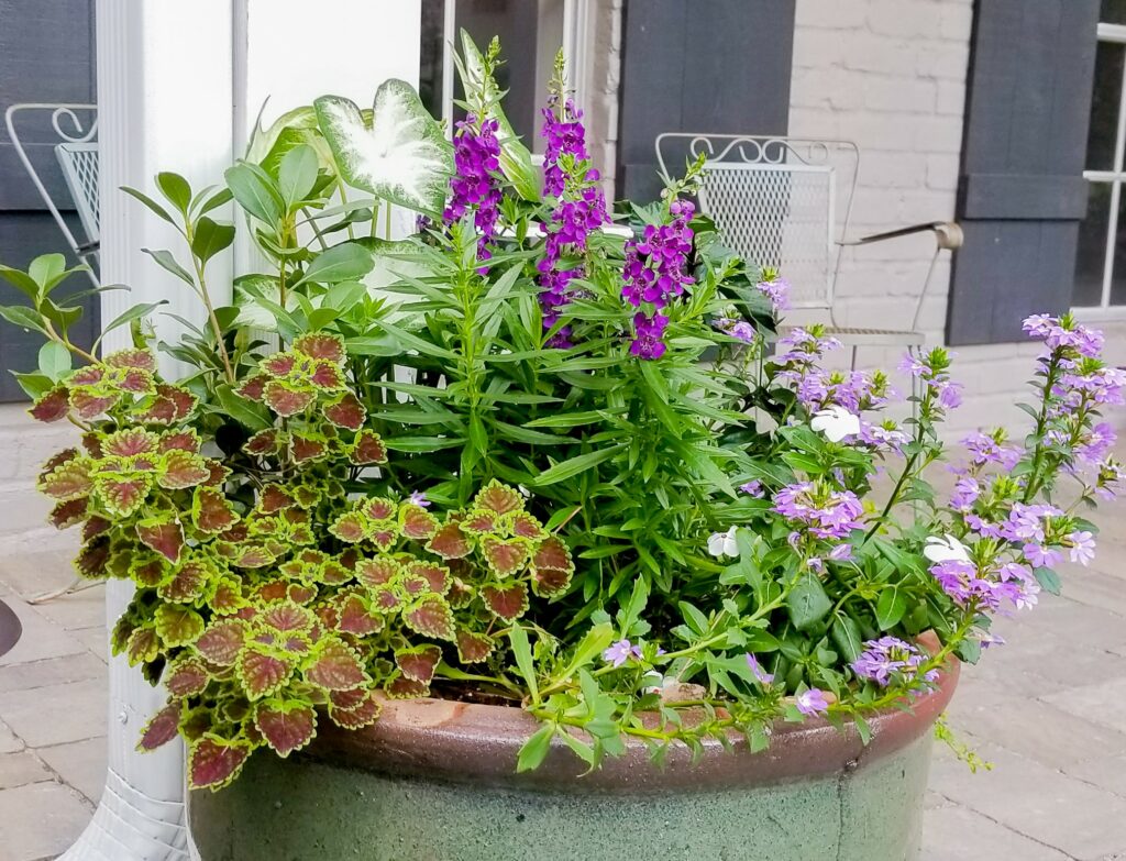 Coleus – Spring Flowers