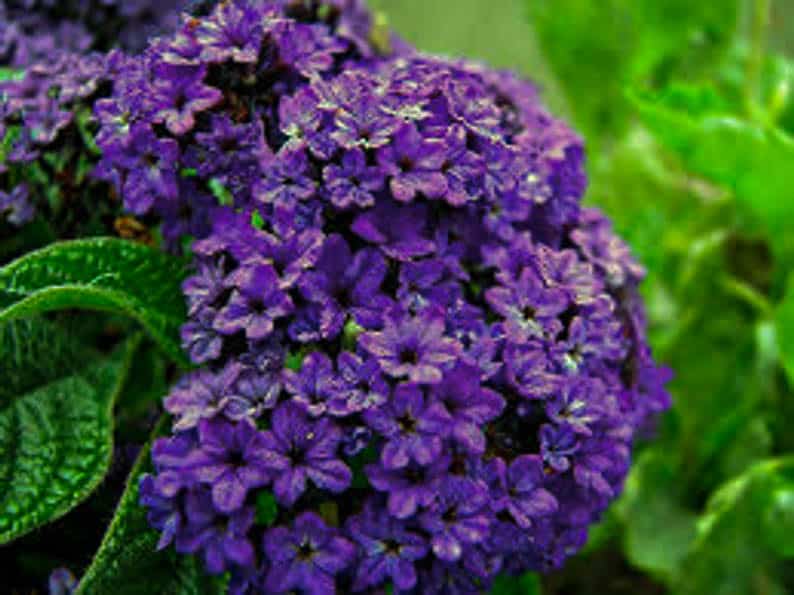 The flower in the picture is called Heliotrope