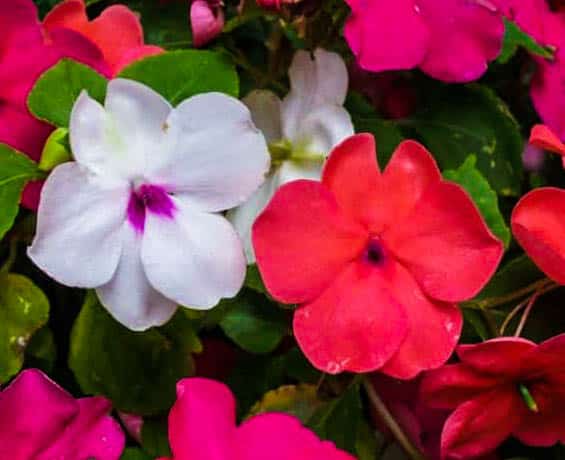 Impatiens is another flower in the group of flowers that bloom in the spring