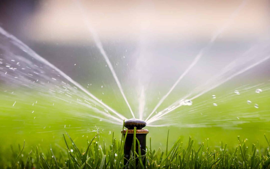 Watering Your Lawn: How and When to Water