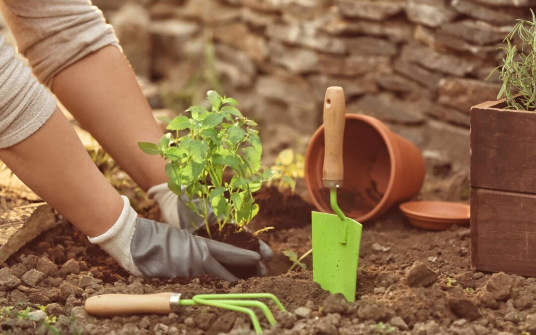 Spring has Sprung: Landscaping Tips for the New Season