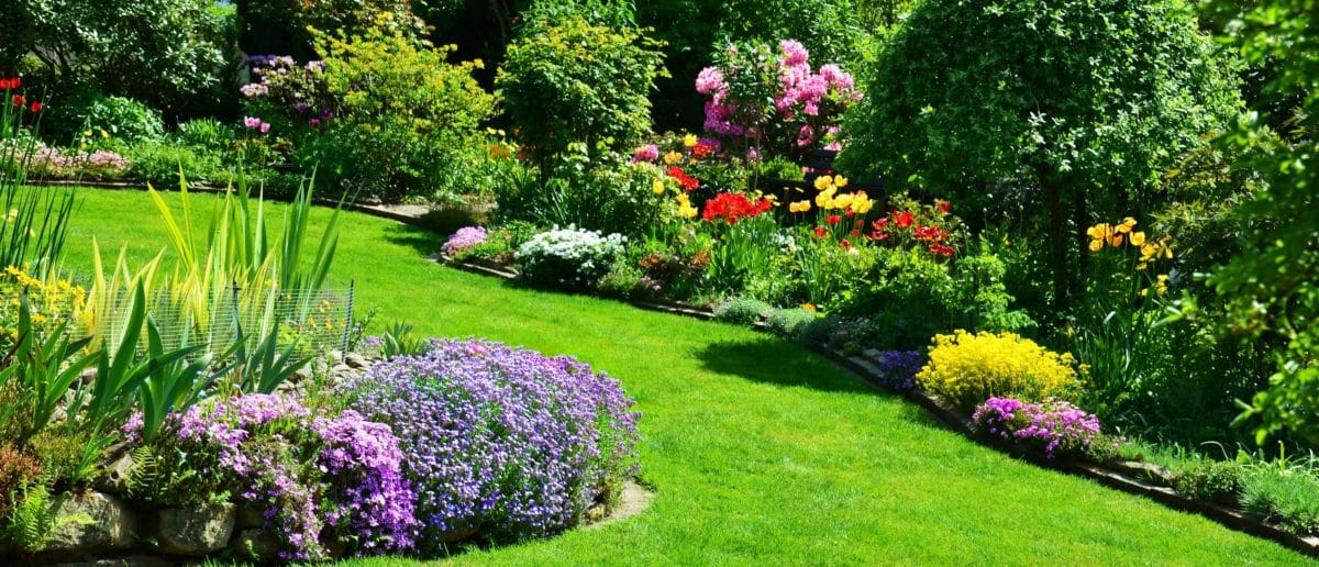 Backyard Landscaping Ideas in Texas: Five Plants to Add Color to Your Landscaping