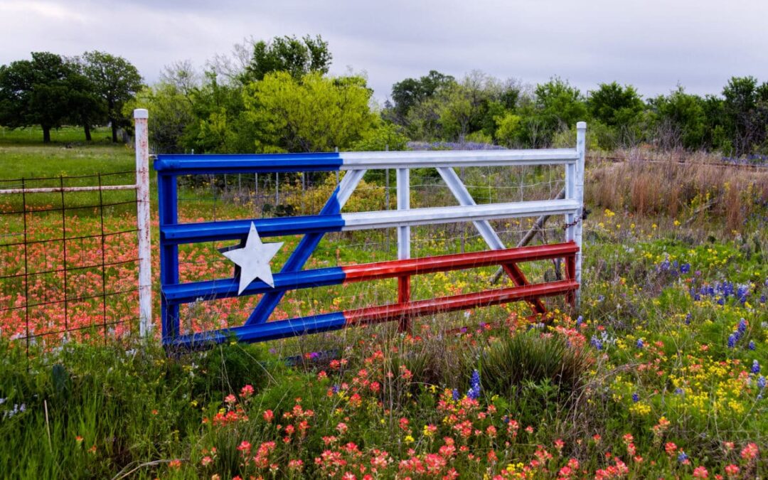 Top 5 Flowers to Beautify Your Texas Landscape During the Winter