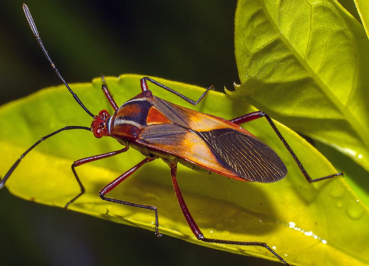 Chinch Bugs Beware! How to Identify and Treat Chinch Bug Infestations