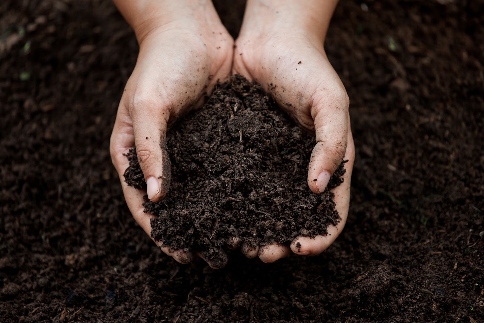 Benefits of Compost Topdressing Your Lawn