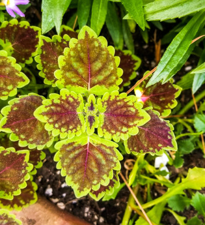 Coleus has a wide variety of colors