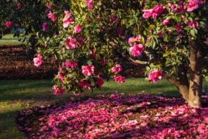 Colorful Landscaping