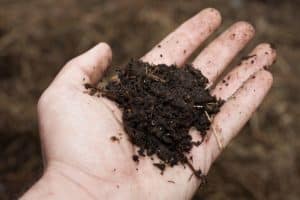 organic fertilizer in hand