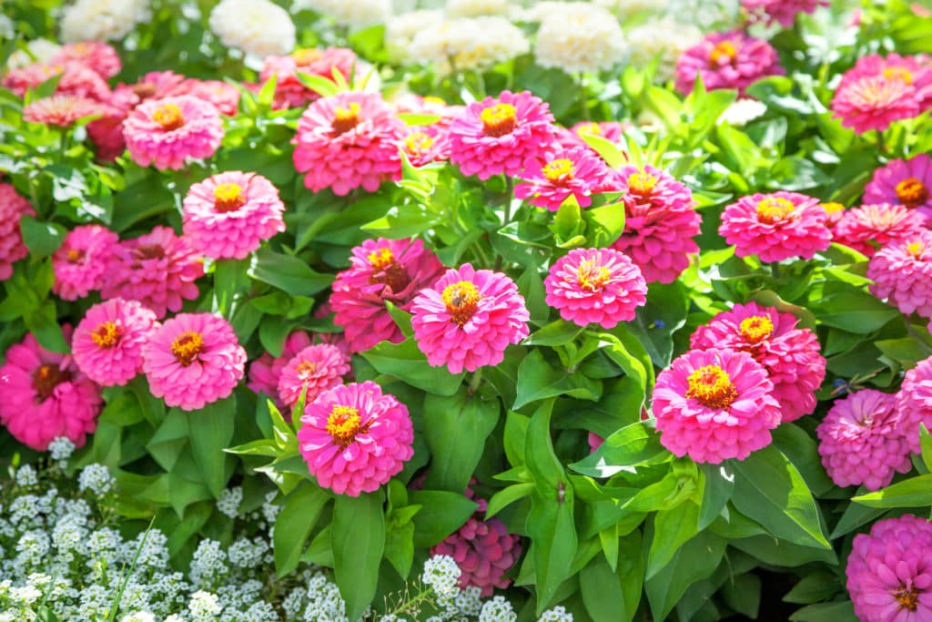 lawn care and heat resistant flowers