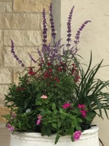Purple Angelonia together with some other types of flowers can be seen in this flower pot