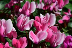 Cyclamen