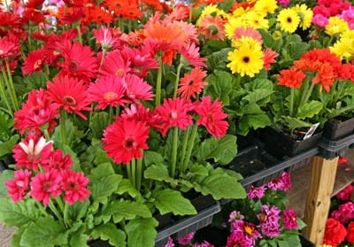 primary colors of gerbera daisies are red, white yellow, pink and orange