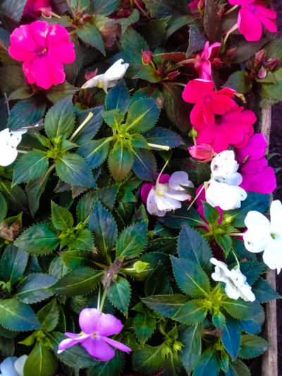 Impatiens require 3 to 5 hours of morning sun daily