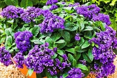 heliotrope-landscape-flower