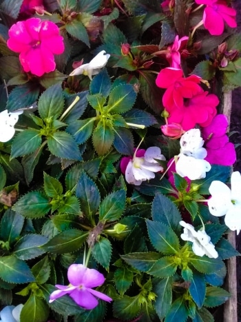 impatiens-landscape-flower