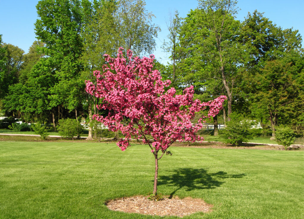 Ornamental Trees for Your Houston Garden this Spring