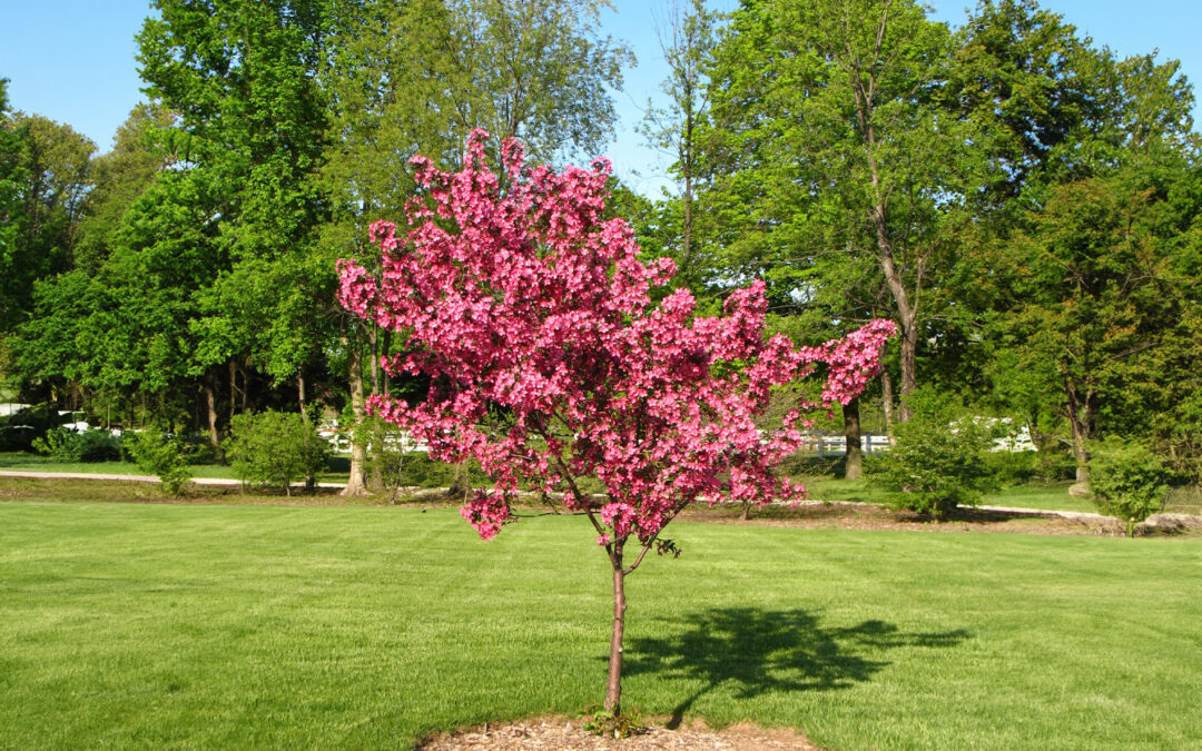 Ornamental Trees for Your Houston Garden this Spring