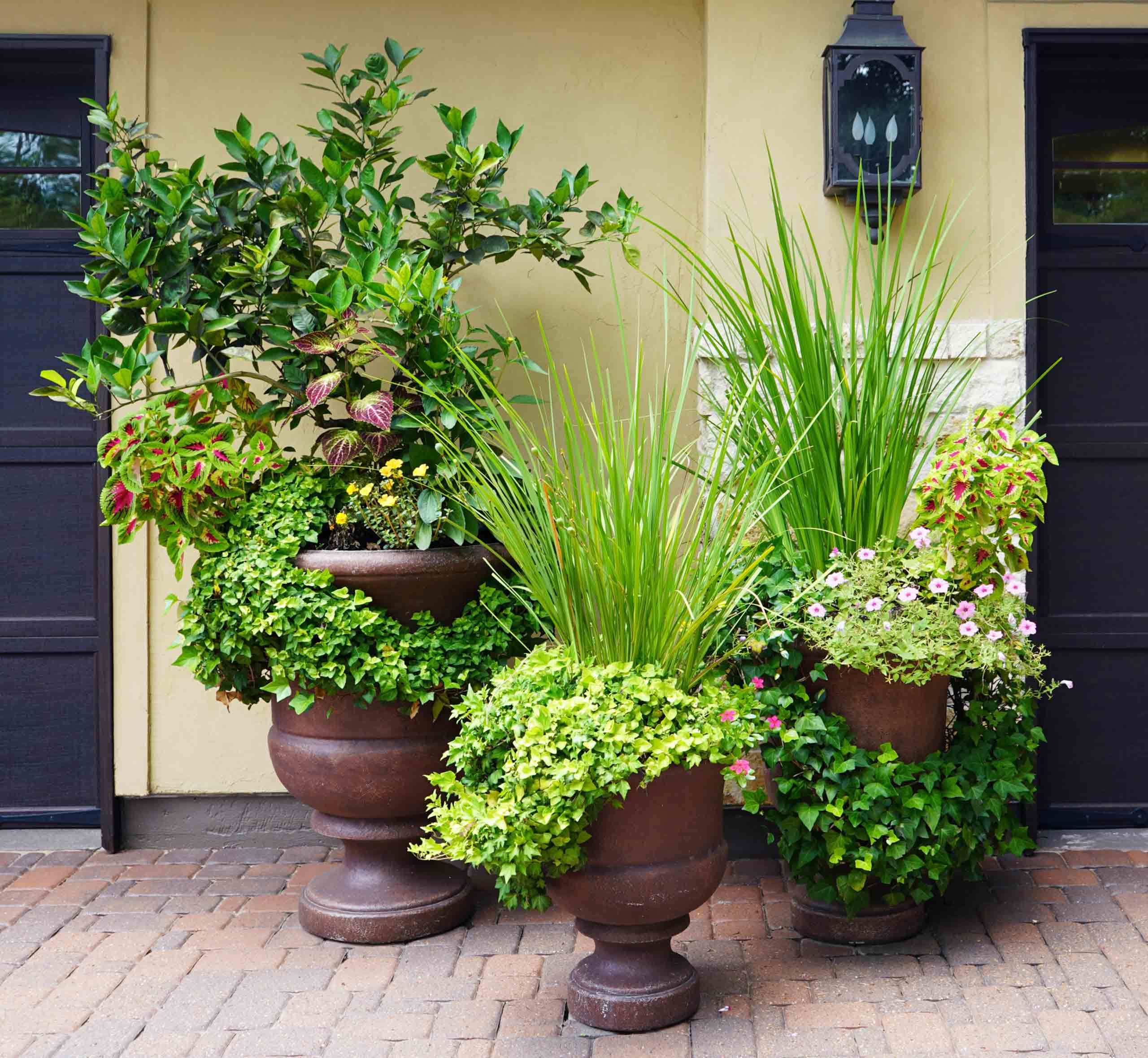 DSC02345 3pots (cropped)